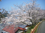 田子旧道のソメイヨシノ並木