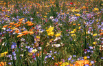 wildflowes2.jpg